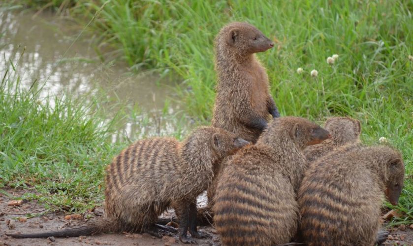 נמיות מפוספסות
