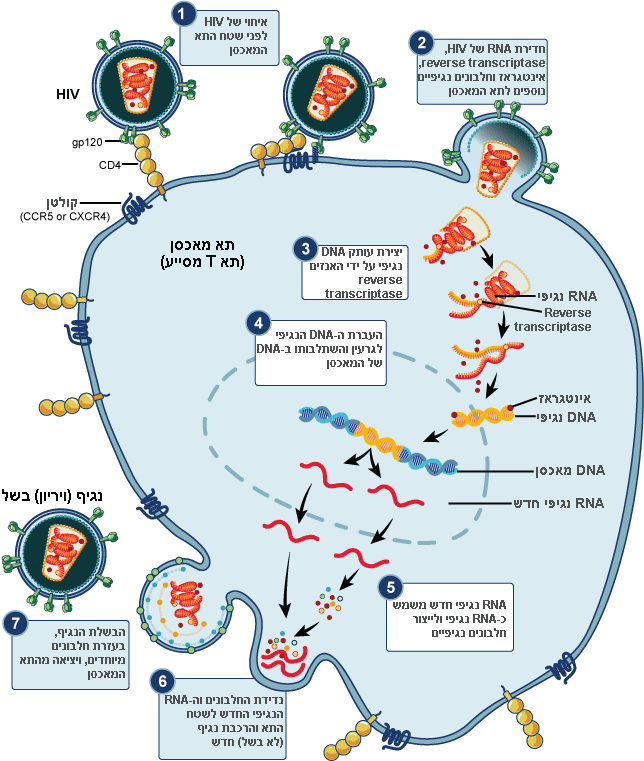 סכמה של מחזור החיים של נגיף ה-HIV