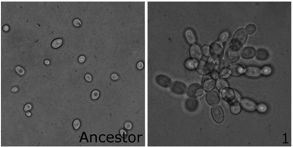 שמרים חד-תאיים ו"פתיתי-שלג" רב תאיים
