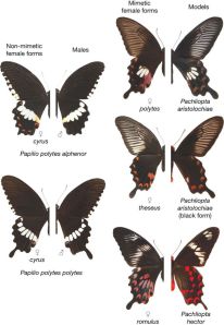 נקבות מהמין מורמוני מצוי מוצגות בחצאים השמאליים, החצאים הימניים הם של זכר מורמוני מצוי (שמאל) או של מיני זנב סנונית אחרים.