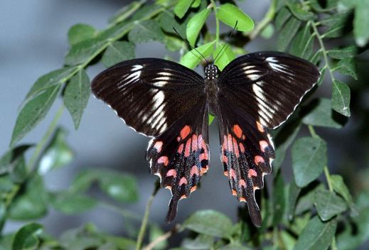 נקבה חקיינית מהמין מורמוני מצוי