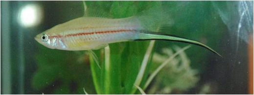 זכר סייפן "חתיך"