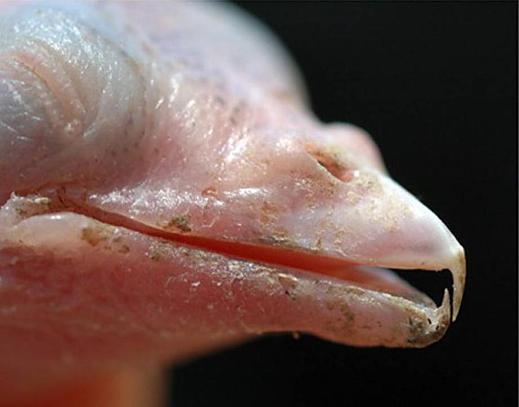 קרסי המקור של גוזל אוביל.