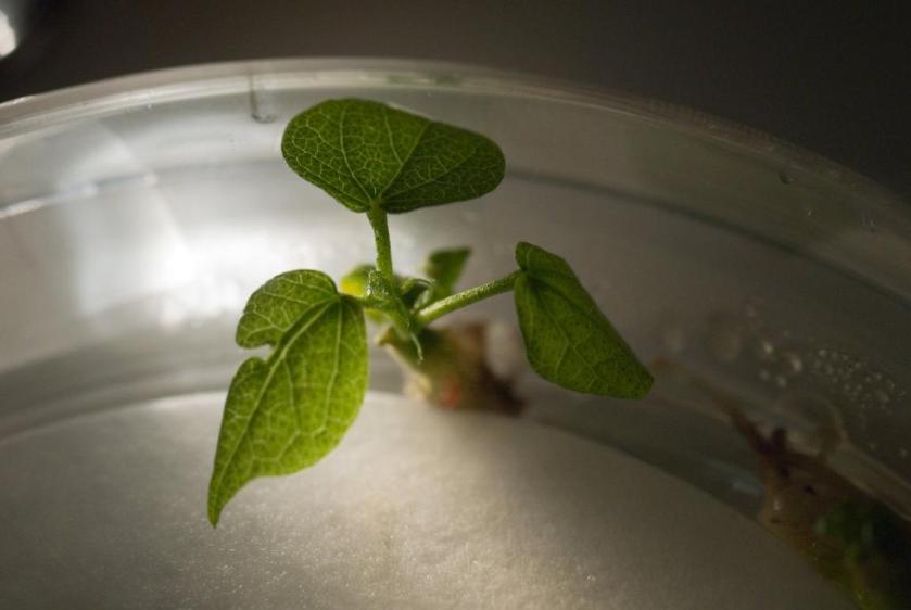 צמח כותנה טרנסגני