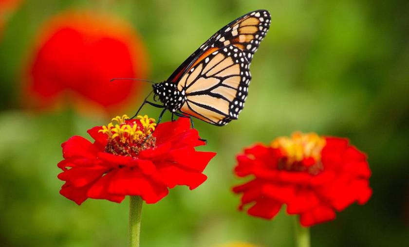 דנאית מלכותית.