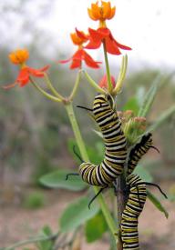 זחלי דנאית מלכותית על אסקלפיאס אדום.