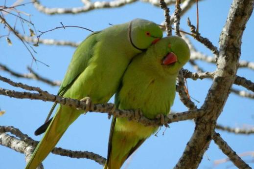 דררת קרמר, מין פולש המשגשג בישראל