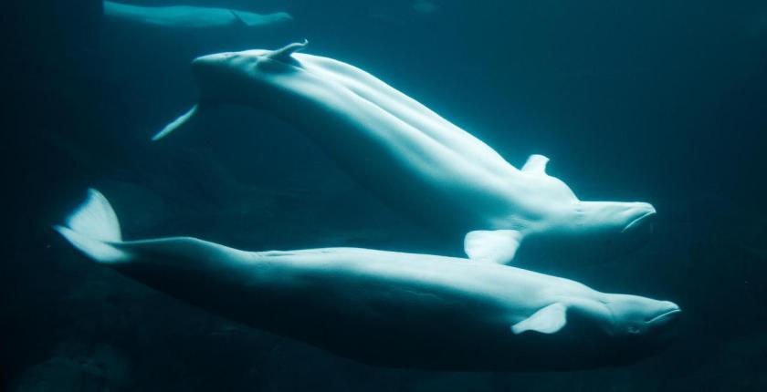 לבנתנים לבנים (בֶּלוּגוֹת) בזמן חיזור.