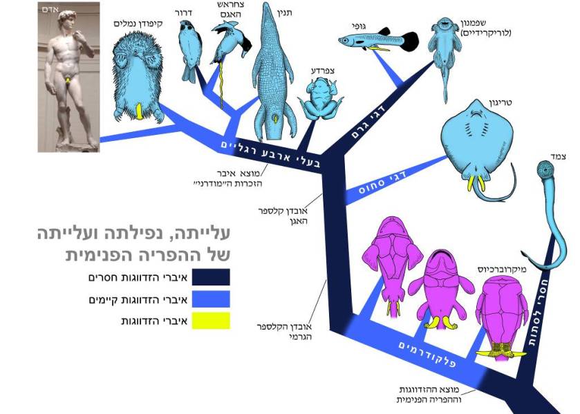 הופעתם והיעלמותם של איברי הזדווגות של זכרים במהלך האבולוציה.