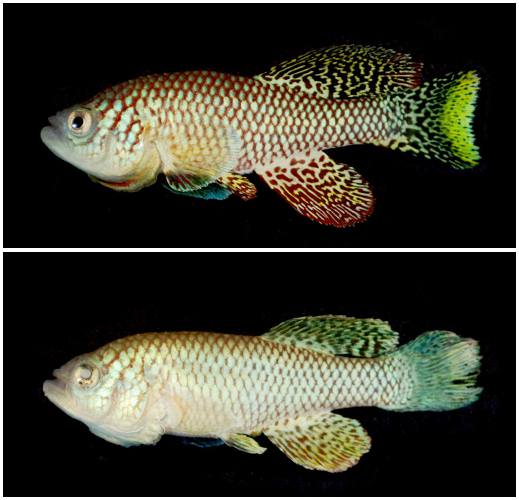 דג קילי צעיר ודג קילי זקן