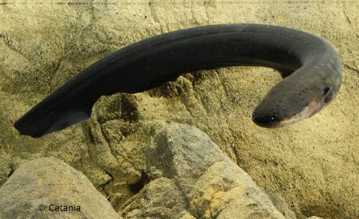 צלופח חשמלי תר אחרי טרף