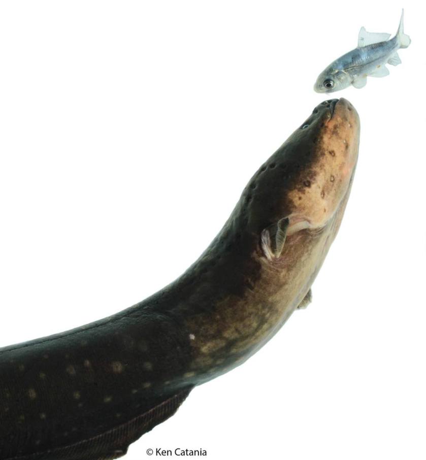 צלופח חשמלי וטרפו