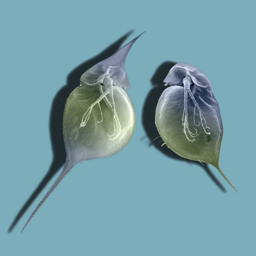 דפניות עם ובלי קסדת מגן