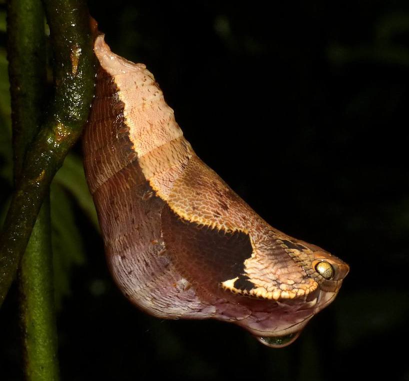 Snake mimicking Owl-Butterfly Chrysalis, Dynastor darius