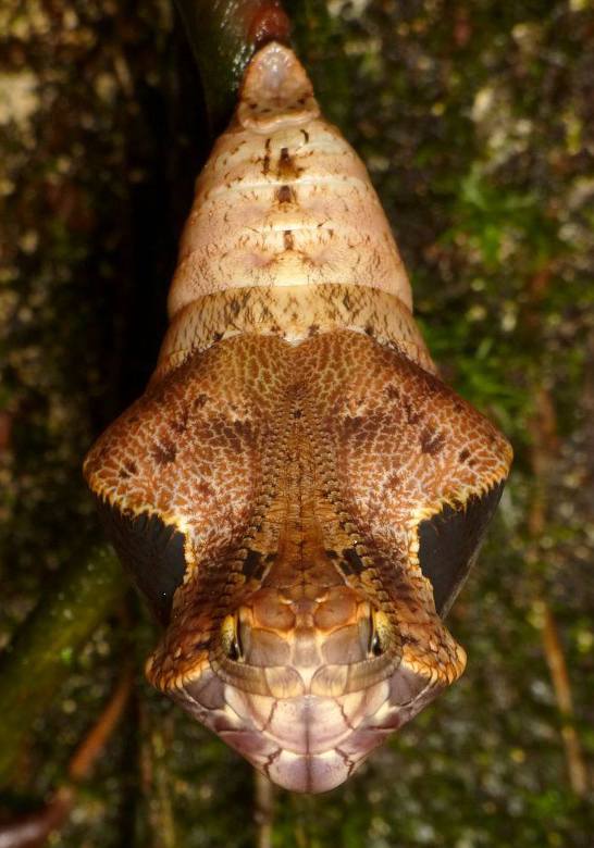 Snake mimicking Owl-Butterfly Chrysalis, Dynastor darius