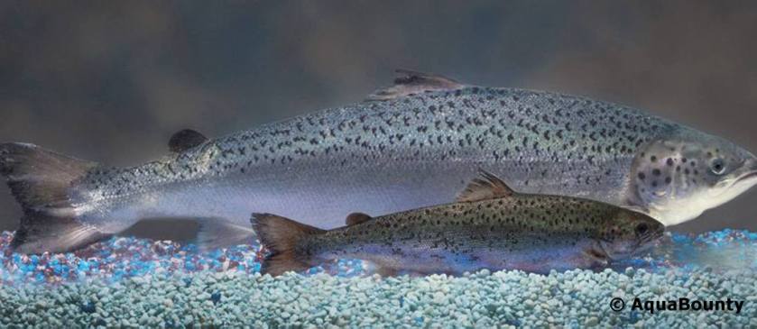 סַלְמוֹן לָכִיס מהונדס גנטית וסלמון לכיס רגיל