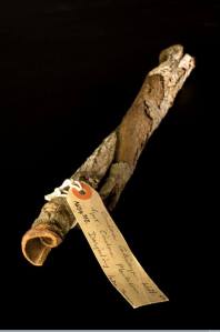 קליפה מגולגלת של עץ סינקונה