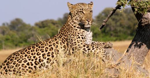 נמר אפריקאי