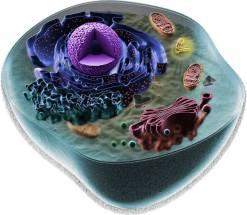 מודל של תא איקריוטי