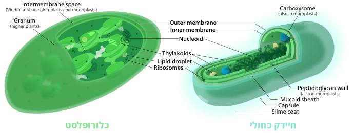 השוואה בין חיידק כחולי וכלורופלסט