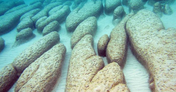 סטרומטוליטים, מבנים שנוצרו במים רדודים מבוץ שנלכד בשכבות של חיידקים כחוליים, בבריכת המלין, מפרץ הכרישים באוסטרליה המערבית