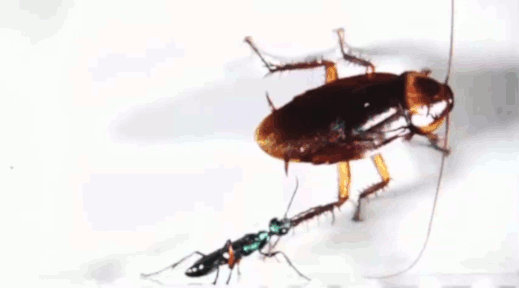 תיקן מתגונן מהצרעה הפרזיטואידית אמפולקס קומפרסה בבעיטות קראטה