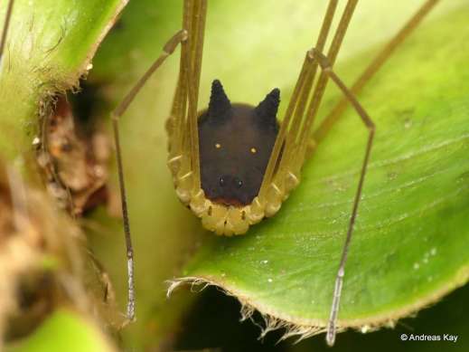 Bunny Harvestman, Metagryne bicolumnata
