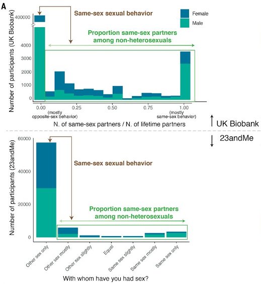 Figure: Genetic correlations between the main phenotype (same-sex sexual behavior; heterosexuals versus nonheterosexuals) and proportion of same-sex to total sexual partners among nonheterosexuals, in the UK Biobank and 23andMe samples
