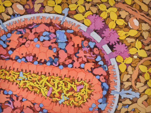 איור בצבעי מים ודיו של חתך של HIV ושל נוגדנים