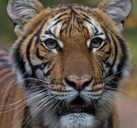טיגריסית מלאית בגן החיות ברונקס