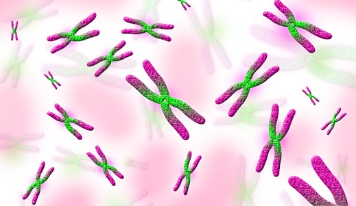 איור של כמה כרומוזומים