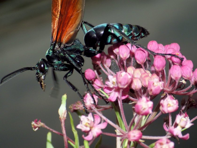 צרעת "נץ הטרנטולה" על פרח