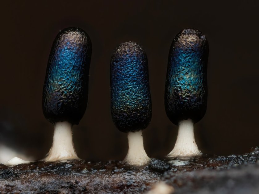 שלושה גופי פרי עם גבעול לבן קצר ועליו "ראש" מוארך שחור עם צבעי קשת מבריקים, כמו כתם שמן על הכביש