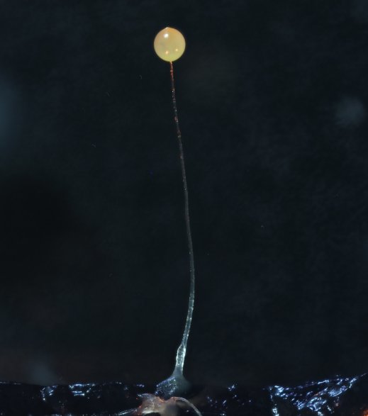 גבעול רירי ארוך מאוד דק ושקוף ובראשו כדור צהבהב