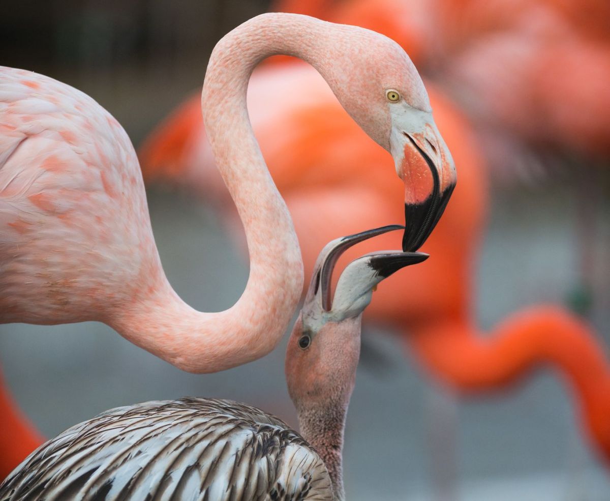 טיפת חלב – עכבישים יונקים וחלב&nbsp;תיקנים